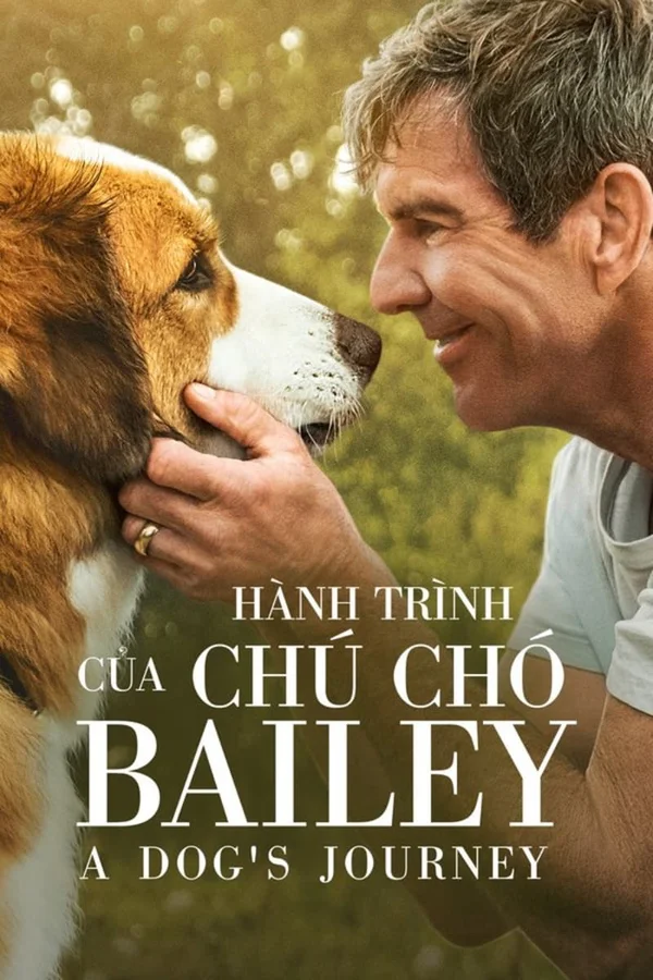 Xem Hành Trình Của Chú Chó Bailey Online - Cùng Xem Cùng Chill | Phim Hay C
