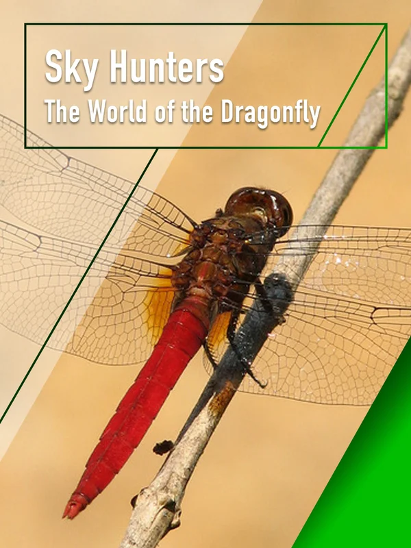Xem Sky Hunters - The World of Dragonfly Online - Cùng Xem Cùng Chill | Phim Hay C