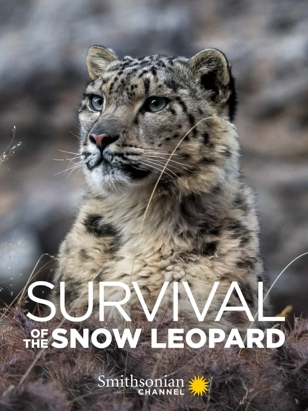 Xem Survival Of The Snow Leopard Online - Cùng Xem Cùng Chill | Phim Hay C